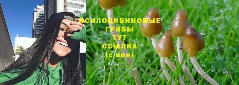 Псилоцибиновые грибы Psilocybe  купить закладку  Черногорск 